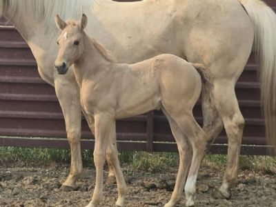 Eowyn Topsail JW <BR>AQHA PENDING
